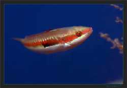 A Mediterranean rainbow wrasse (Coris julis) by Sven Tramaux 